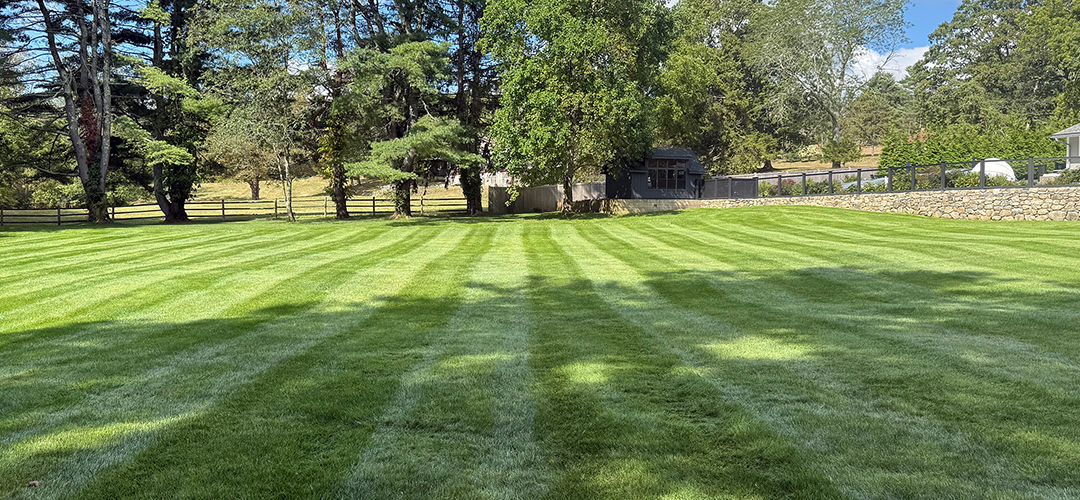 How to Get a Thick Lawn That Comes Back Every Year